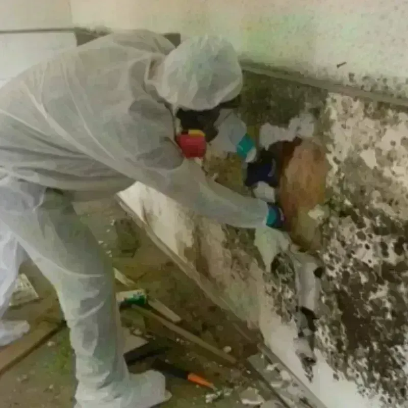 Mold Remediation and Removal in Versailles, KY